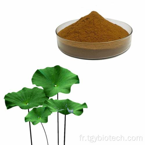 Produit de perte de poids Extrait de feuilles de lotus en poudre nuciférin